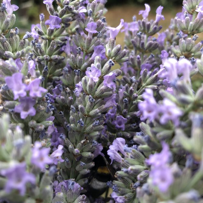 bourdon et lavande