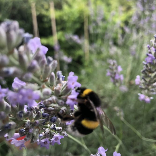 lavande avec bourdon pour symbolisé l'écologie
