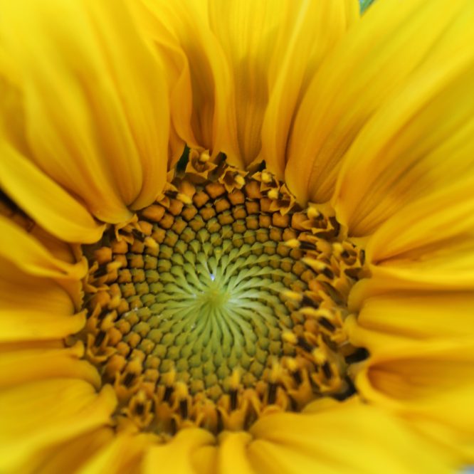 photo d'un tournesol