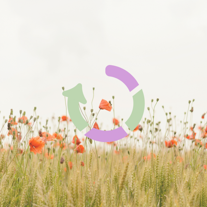 Photo de circularité sur fleurs des champs