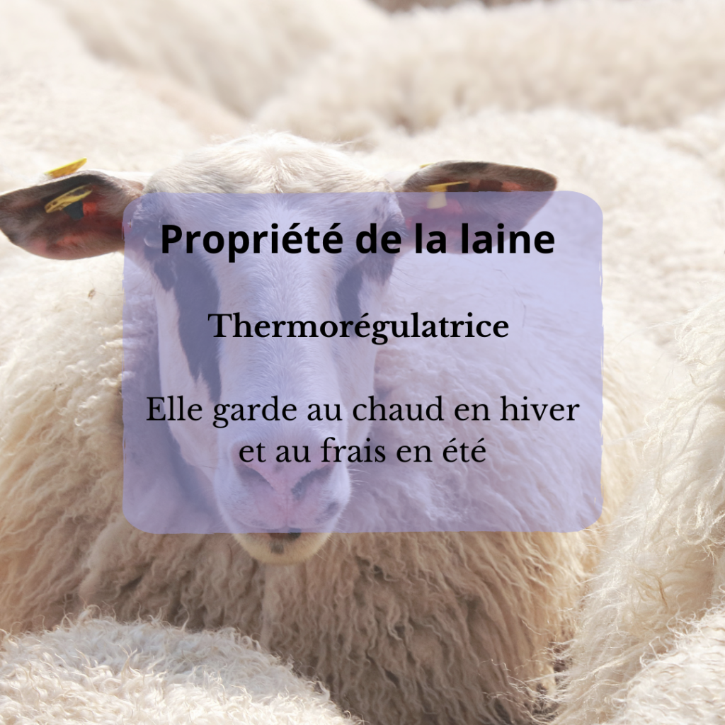 Photo de mouton et explication d'une propriété de la laine : la thermorégulation